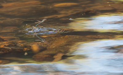 Austrolestes cingulatus
